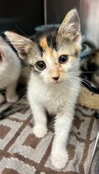 Shelter Stray Female Cat last seen SE 97th and Reedway, PORTLAND, OR, 97266, 1700 W Historic Columbia River Hwy, Troutdale, OR 97060, USA