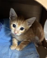 Shelter Stray Male Cat last seen SE 97th and Reedway, PORTLAND, OR, 97266, 1700 W Historic Columbia River Hwy, Troutdale, OR 97060, USA