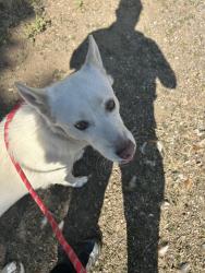Shelter Stray Unknown Dog last seen WA, 6815 E Trent Ave, Spokane, WA 99212, USA