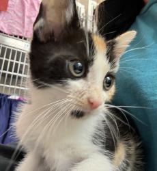 Shelter Stray Female Cat last seen SE 97th and Reedway, PORTLAND, OR, 97266, 1700 W Historic Columbia River Hwy, Troutdale, OR 97060, USA