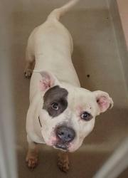 Shelter Stray Male Dog last seen Near Maryland 3, GAMBRILLS, MD, 21054, 411 Maxwell Frye Rd, Millersville, MD 21108, USA