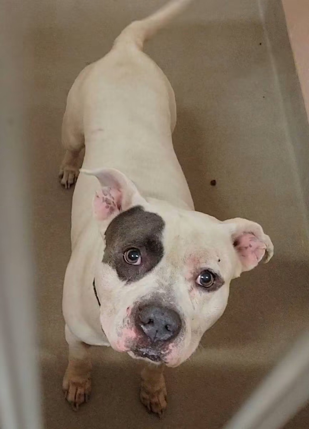 Shelter Stray Male Dog last seen Near Maryland 3, GAMBRILLS, MD, 21054, 411 Maxwell Frye Rd, Millersville, MD 21108, USA