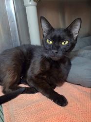 Shelter Stray Female Cat last seen Colony Road, PASADENA, MD, 21122, 411 Maxwell Frye Rd, Millersville, MD 21108, USA