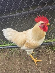 Shelter Stray Male Bird last seen 6th Avenue, BROOKLYN, MD, 21225, 411 Maxwell Frye Rd, Millersville, MD 21108, USA
