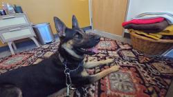 Found/Stray Female Dog last seen Merridan Drive and Babel Lane, Concord, CA 94518