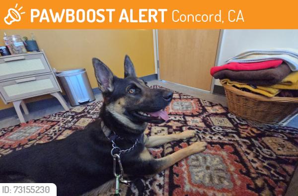 Found/Stray Female Dog last seen Merridan Drive and Babel Lane, Concord, CA 94518