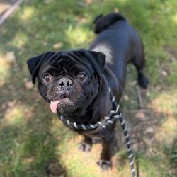 Shelter Stray Male Dog last seen Near Fruitvale Avenue, OAKLAND, CA, 94601, 8323 Baldwin St, Oakland, CA 94621, USA