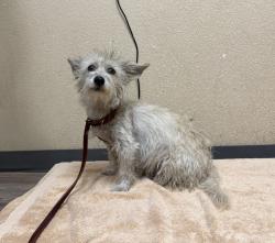 Shelter Stray Female Dog last seen Near Calle Jules, Vista, CA, 92084, Oceanside, CA 92058, USA