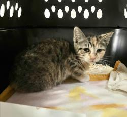 Shelter Stray Female Cat last seen Near Highland Avenue, San Diego, CA, 92105, 5500 Gaines St, San Diego, CA 92110, USA