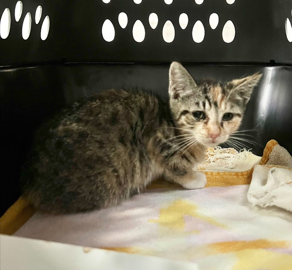 Shelter Stray Female Cat last seen Near Highland Avenue, San Diego, CA, 92105, 5500 Gaines St, San Diego, CA 92110, USA