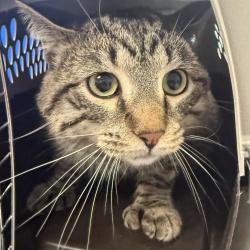 Shelter Stray Male Cat last seen Near S P Street, INDIANOLA, IA, 50125, Des Moines, IA 50313