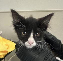 Shelter Stray Male Cat last seen Near Rodrigo Drive, San Diego, CA, 92115, 5500 Gaines St, San Diego, CA 92110, USA