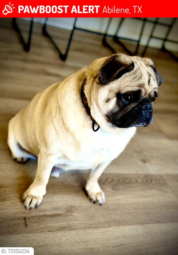 Lost Male Dog last seen 16th st con Belmont, Abilene, TX 79602