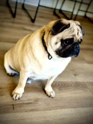 Lost Male Dog last seen 16th st con Belmont, Abilene, TX 79602