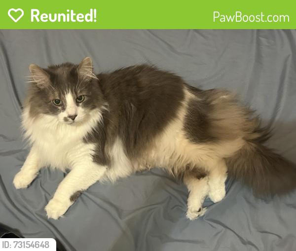 Reunited Male Cat last seen 119th and Westgate, Overland Park, KS 66213