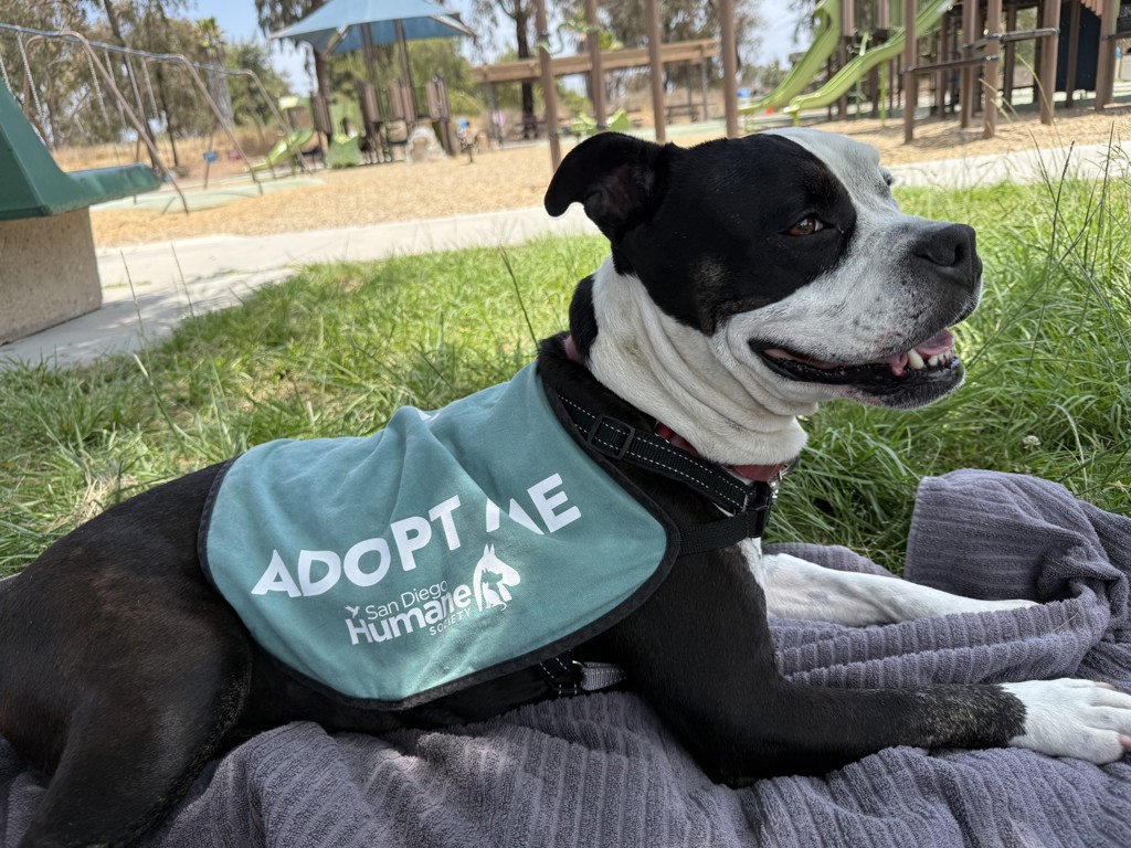 Shelter Stray Female Dog last seen Near Carmenita Road, La Mesa, CA, 91941, El Cajon, CA 92020, USA