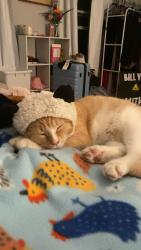 Lost Male Cat last seen Beaver Ave and Witmer Parkway and, Des Moines, IA 50311