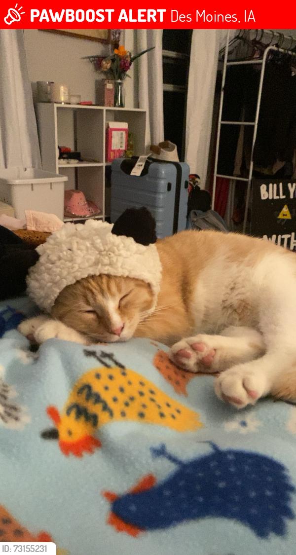 Lost Male Cat last seen Beaver Ave and Witmer Parkway and, Des Moines, IA 50311