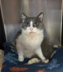 Shelter Stray Female Cat last seen Near 44th Street, San Diego, CA, 92102, 5500 Gaines St, San Diego, CA 92110, USA
