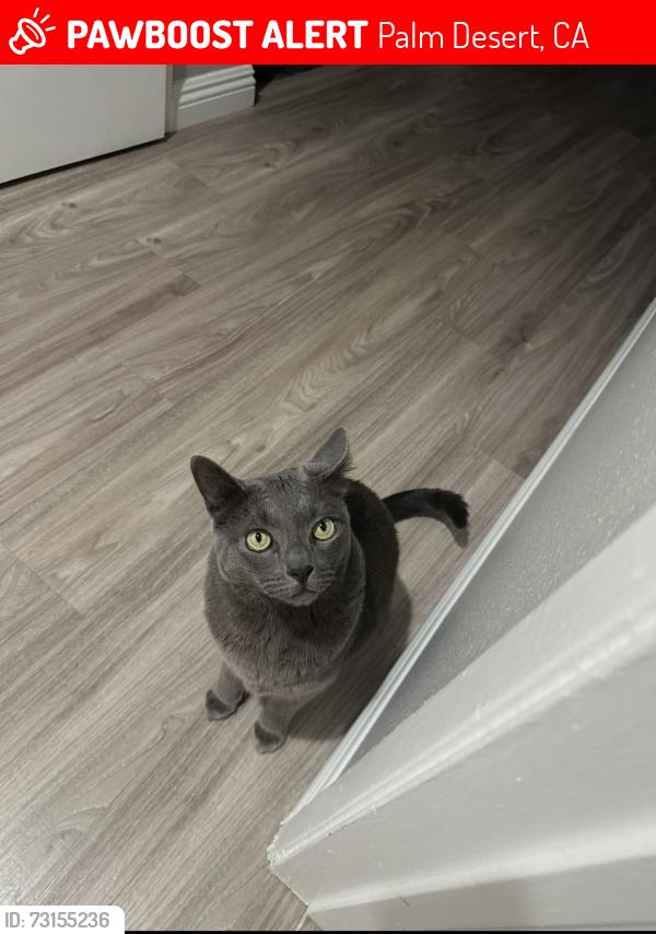 Lost Male Cat last seen Hovley, Palm Desert, CA 92260
