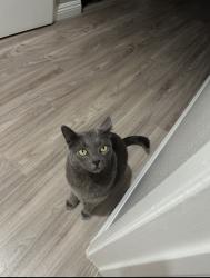 Lost Male Cat last seen Hovley, Palm Desert, CA 92260