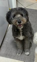 Reunited Male Dog last seen Knightsway Dr, Houston, TX 77083, USA, Houston, TX 77083