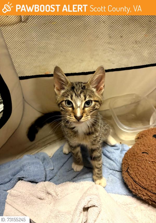 Found/Stray Male Cat last seen Vale Rd., Scott County, VA 24251