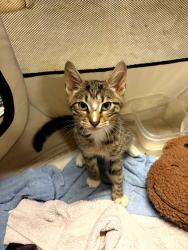 Found/Stray Male Cat last seen Vale Rd., Scott County, VA 24251