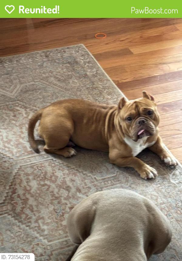Reunited Female Dog last seen New market rd dunellen nj, Dunellen, NJ 07063