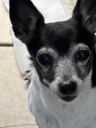 Found/Stray Female Dog last seen Near old canoe creek, St. Cloud, FL 34769