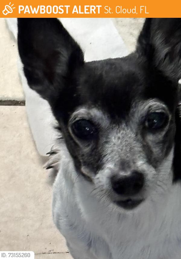 Found/Stray Female Dog last seen Near old canoe creek, St. Cloud, FL 34769