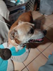 Reunited Male Dog last seen Isacc Garcia, Las Cruces, NM 88005