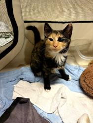 Found/Stray Unknown Cat last seen Vale Rd., Scott County, VA 24251