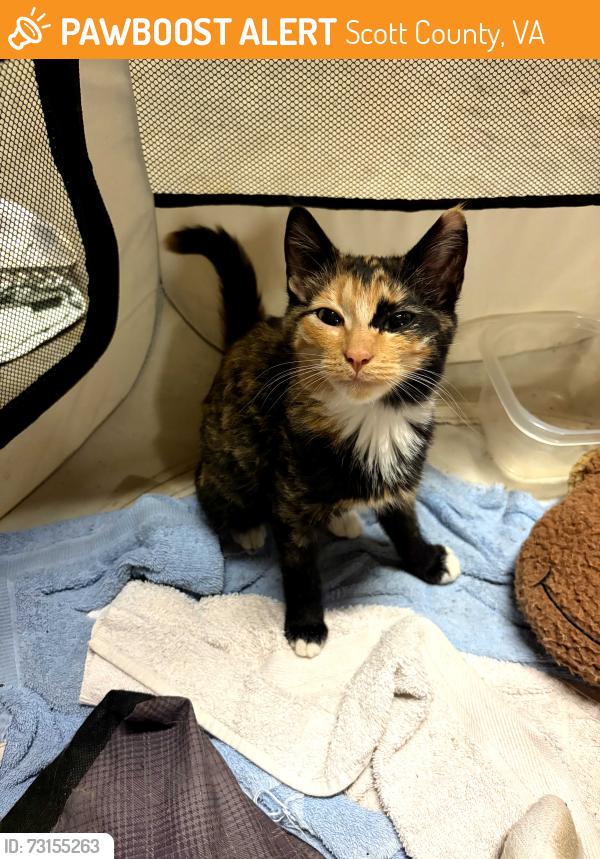 Found/Stray Unknown Cat last seen Vale Rd., Scott County, VA 24251