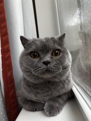 Lost Male Cat last seen Near Whittemore Ave, Cambridge MA 02140, Cambridge, MA 02140