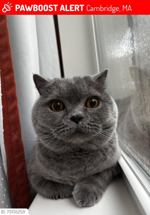 Lost Male Cat last seen Near Whittemore Ave, Cambridge MA 02140, Cambridge, MA 02140