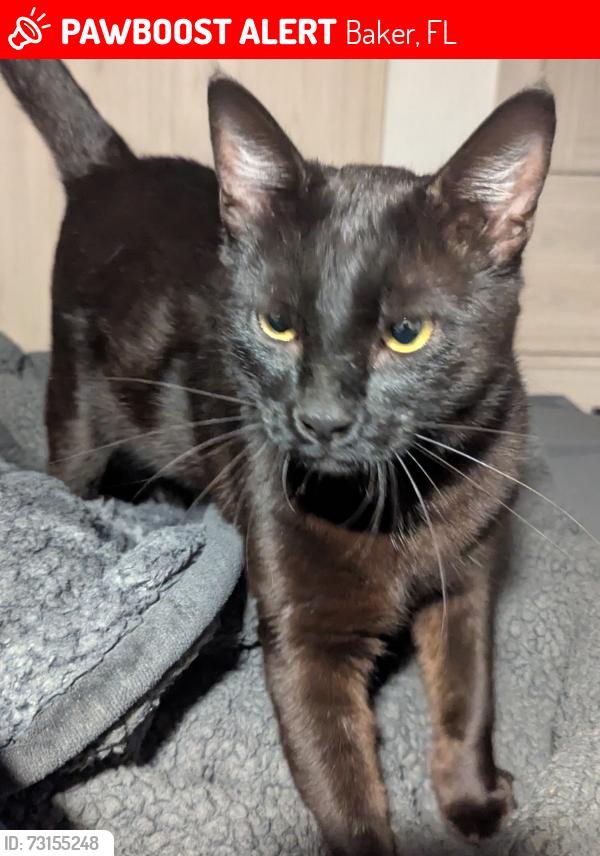 Lost Male Cat last seen Old River Rd near Buckward Rd, Baker, FL 32531