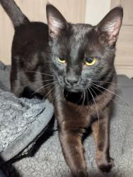 Lost Male Cat last seen Old River Rd near Buckward Rd, Baker, FL 32531