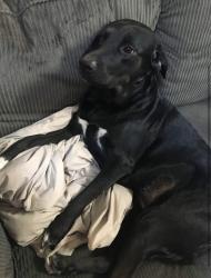Reunited Female Dog last seen Indian Springs Dr and Atlantic Blvd, Jacksonville, FL 32246