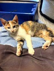 Found/Stray Female Cat last seen Vale Rd., Scott County, VA 24251