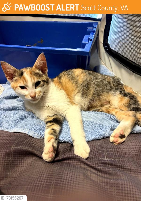 Found/Stray Female Cat last seen Vale Rd., Scott County, VA 24251