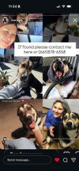 Lost Male Dog last seen East Lancaster, Lancaster, CA 93536