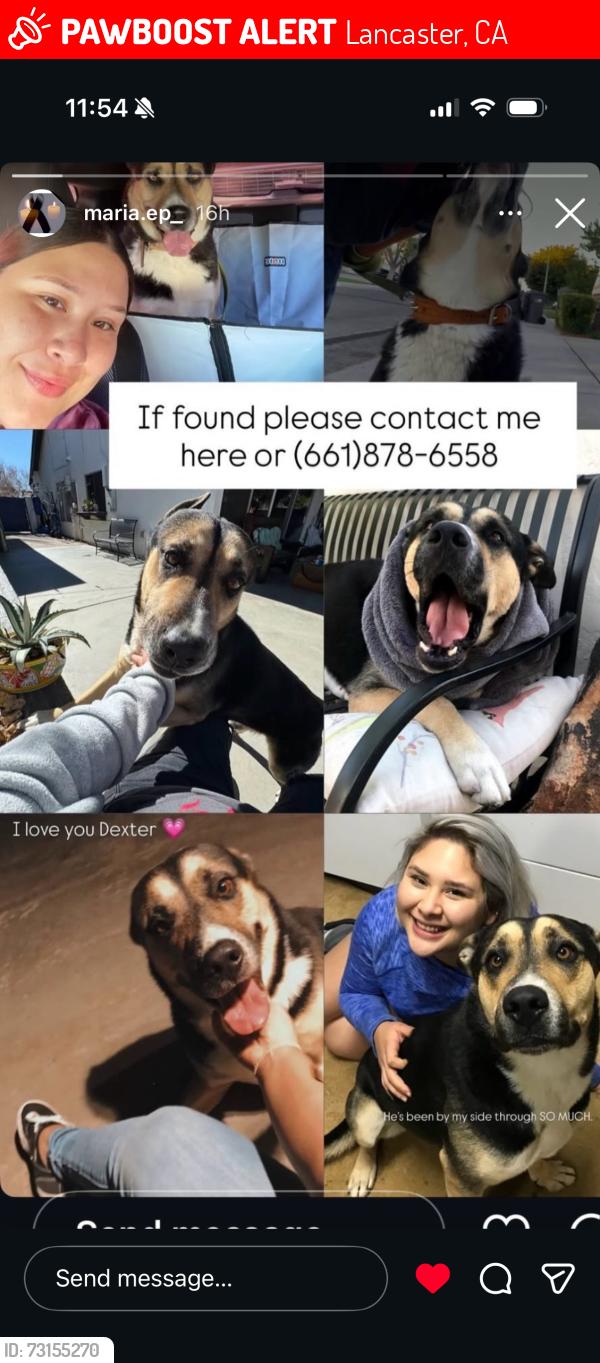 Lost Male Dog last seen East Lancaster, Lancaster, CA 93536