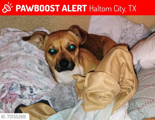 Lost Male Dog last seen Haltom Rd and Belknap Rd, Haltom City, TX 76117