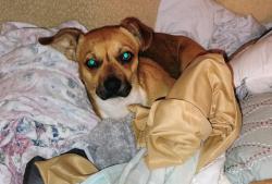 Lost Male Dog last seen Haltom Rd and Belknap Rd, Haltom City, TX 76117