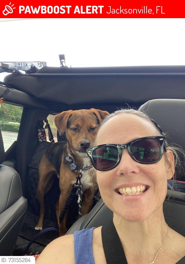 Lost Male Dog last seen Blanding and Collins or US 17 and Collins, Jacksonville, FL 32244