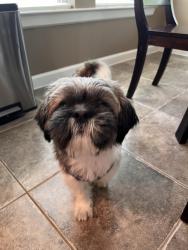 Reunited Female Dog last seen Spring Trails neighborhood Maple Glen section, Spring, TX 77386