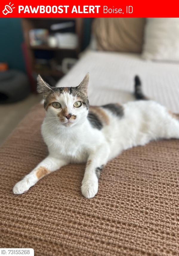 Lost Female Cat last seen Lake Hazel and Cole, Boise, ID 83709