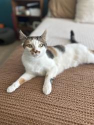 Lost Female Cat last seen Lake Hazel and Cole, Boise, ID 83709