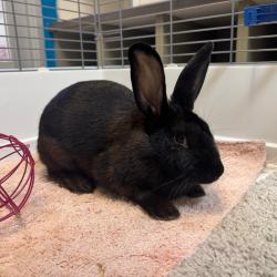 Shelter Stray Female Rabbit last seen , 4900 Milgen Rd, Columbus, GA 31907, USA